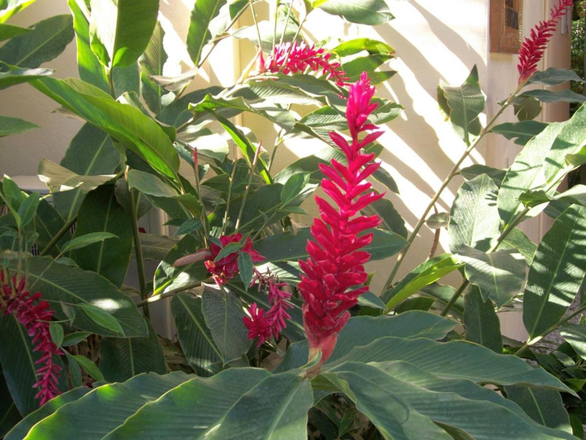 Nosara Paradise Rentals Bagian luar foto
